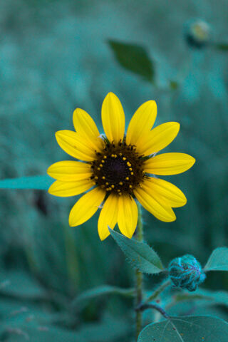 Bright Sunflower in Bloom 🌻