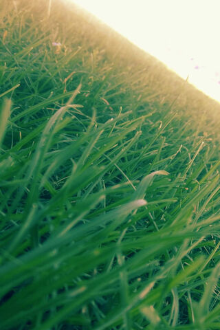 Lush Green Serenity 🌱✨