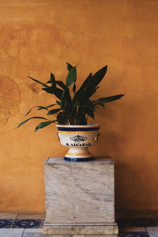 Elegant Indoor Plant Display