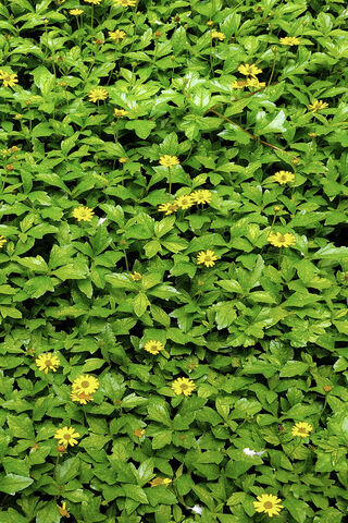 Vibrant Greenery with Yellow Blooms 🌼🌿