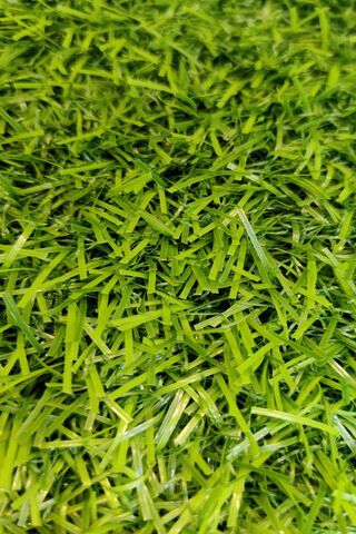 Lush Green Carpet of Gr..