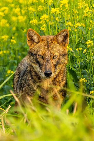 Majestic Coyote in Blooming Fields 🌼🐺