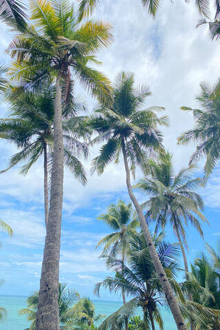 Tropical Paradise 🌴☀️