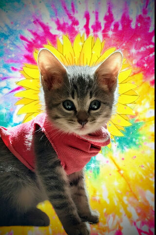 Groovy Kitty Vibes 🌼✨