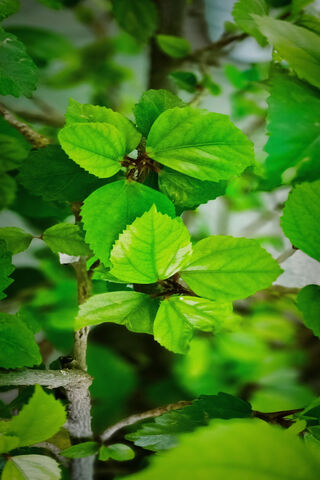 Green Leaves