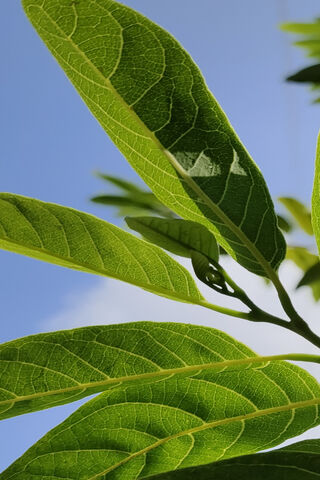 Lush Green Leaves Under..
