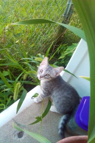 Curious Kitten in the G..