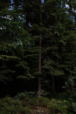 Enchanted Forest 🌲✨
