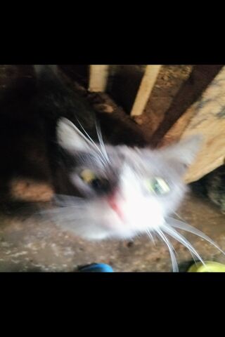 Blurry Cat Cuteness! 🐱✨