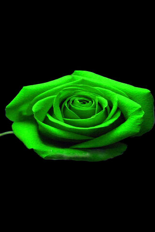 Enchanting Green Rose 🌹✨