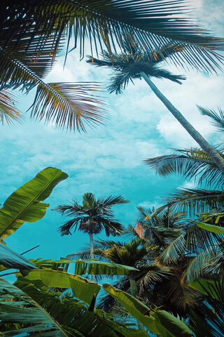 Tropical Paradise 🌴✨