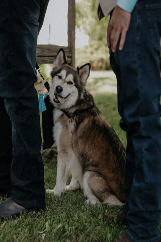 A Loyal Companion at th..