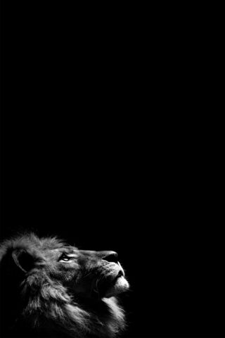 Majestic Lion in Shadow..
