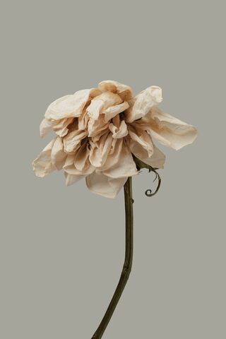 The Elegance of Decay: ..