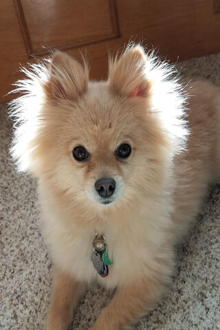 Fluffy Pomeranian Sunshine ☀️🐾