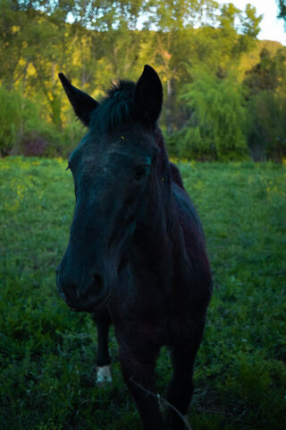 Majestic Black Horse in..