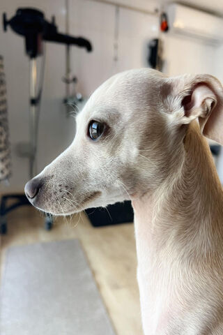 Charming Canine Compani..