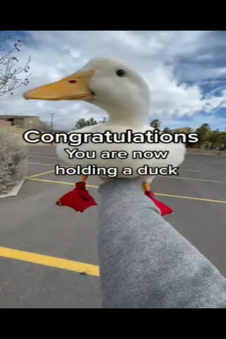 🦆 Congratulations! You..
