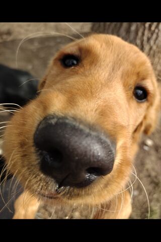 Him: The Golden Sniffer..