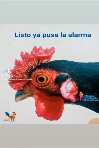 The Early Bird Gets the..