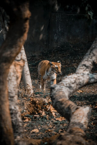 Majestic Tiger in the Wild 🌿🐅