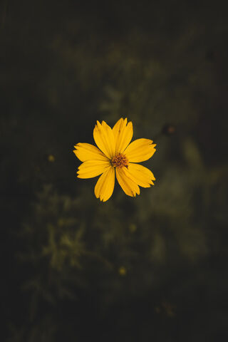 Bright Yellow Blossom 🌼