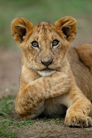 Curious Lion Cub