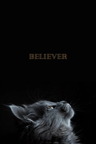 Whiskers of Belief 🐾✨