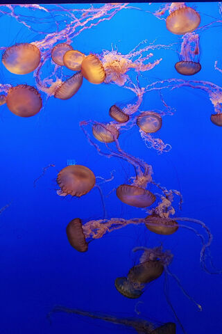 Dancing in the Deep: The Enchanting Jellyfish