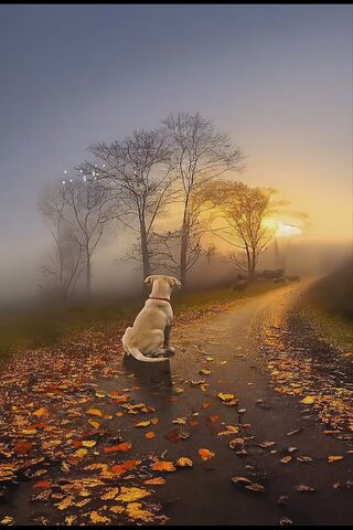 A Serene Morning Walk 🌅🐾
