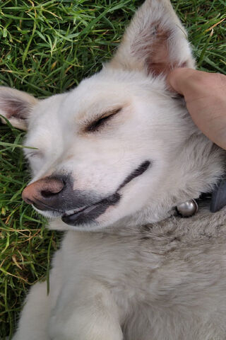 Köpek's Joyful Nap 🐶💤