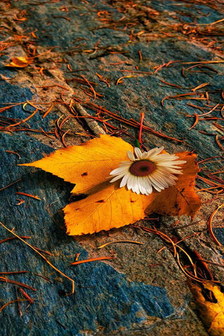 Autumn's Embrace 🍂🌼