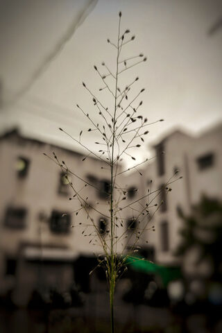 Delicate Nature's Art 🌿✨