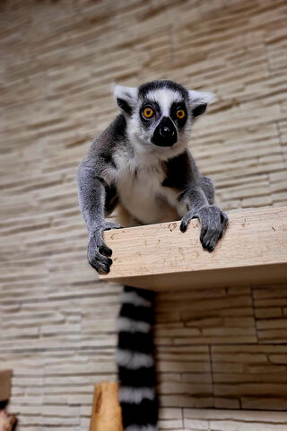 Curious Lemur 🐾