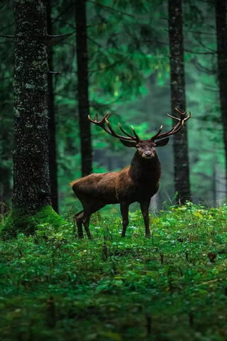 Majestic Stag in the Enchanted Forest 🌲🦌