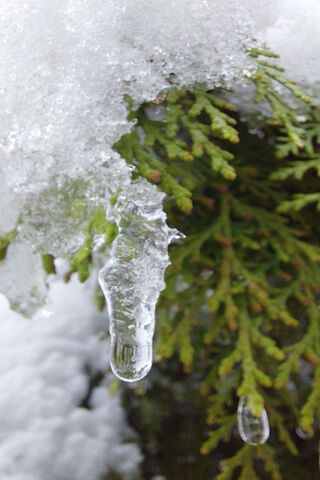 Nature's Tear: The Beau..