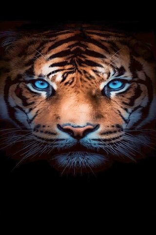 Majestic Tiger Stare 🐅✨