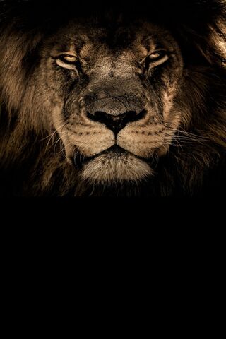 Majestic Lion Portrait ..