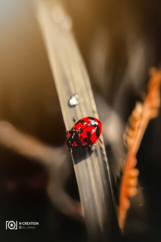 Lady Bug Mobile Wallpa
