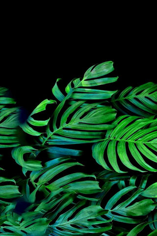 Lush Green Leaves 🌿✨