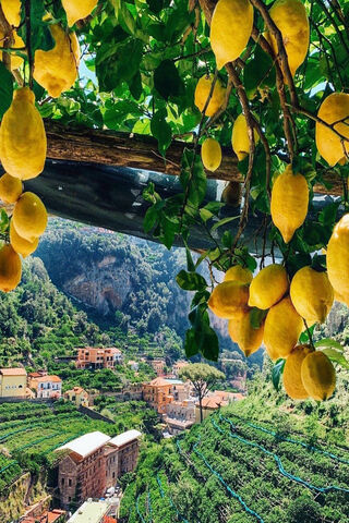 Citrus Paradise: The Am..