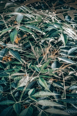 Leaf