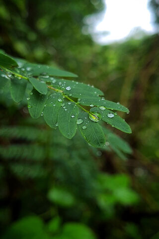 Refreshing Raindrops on..