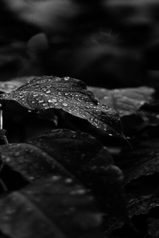 Raindrops on Leaves 🌧️🍃