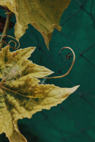 Nature's Whimsical Curves 🍃✨