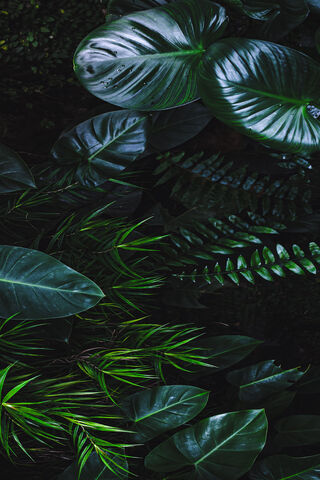 Lush Greenery 🌿✨