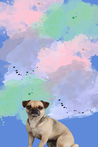 Pug in a Colorful Dream..