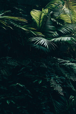Lush Greenery 🌿✨