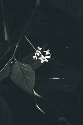 Littleflower Of Nature