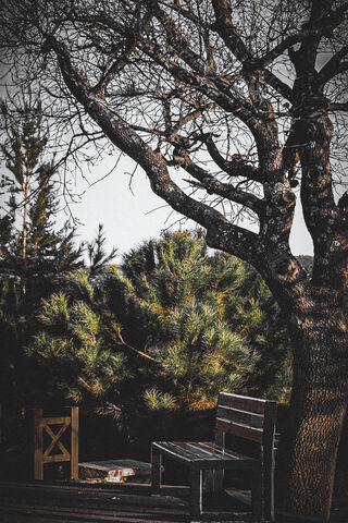 Solitude in Nature 🌳🪑